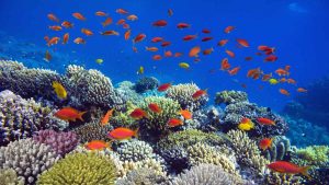 buceo en japón