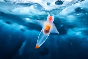 buceo bajo hielo hokkaido buceo en japon clione